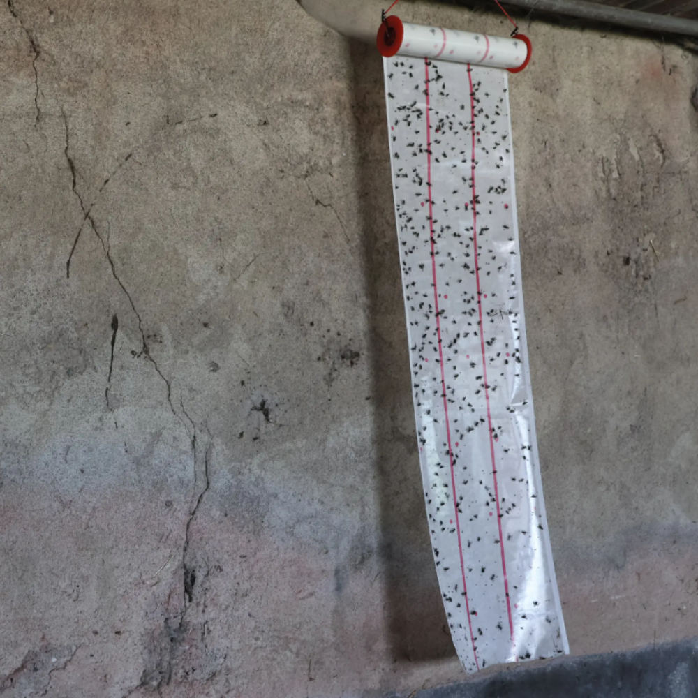 Mušpapīrs rullī MS EcoGlue, 10 m x 25 cm